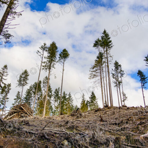 Recently logged area in the Olympic Mountains, Port Angeles, WA USA