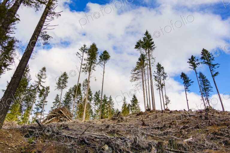 Recently logged area in the Olympic Mountains, Port Angeles, WA USA