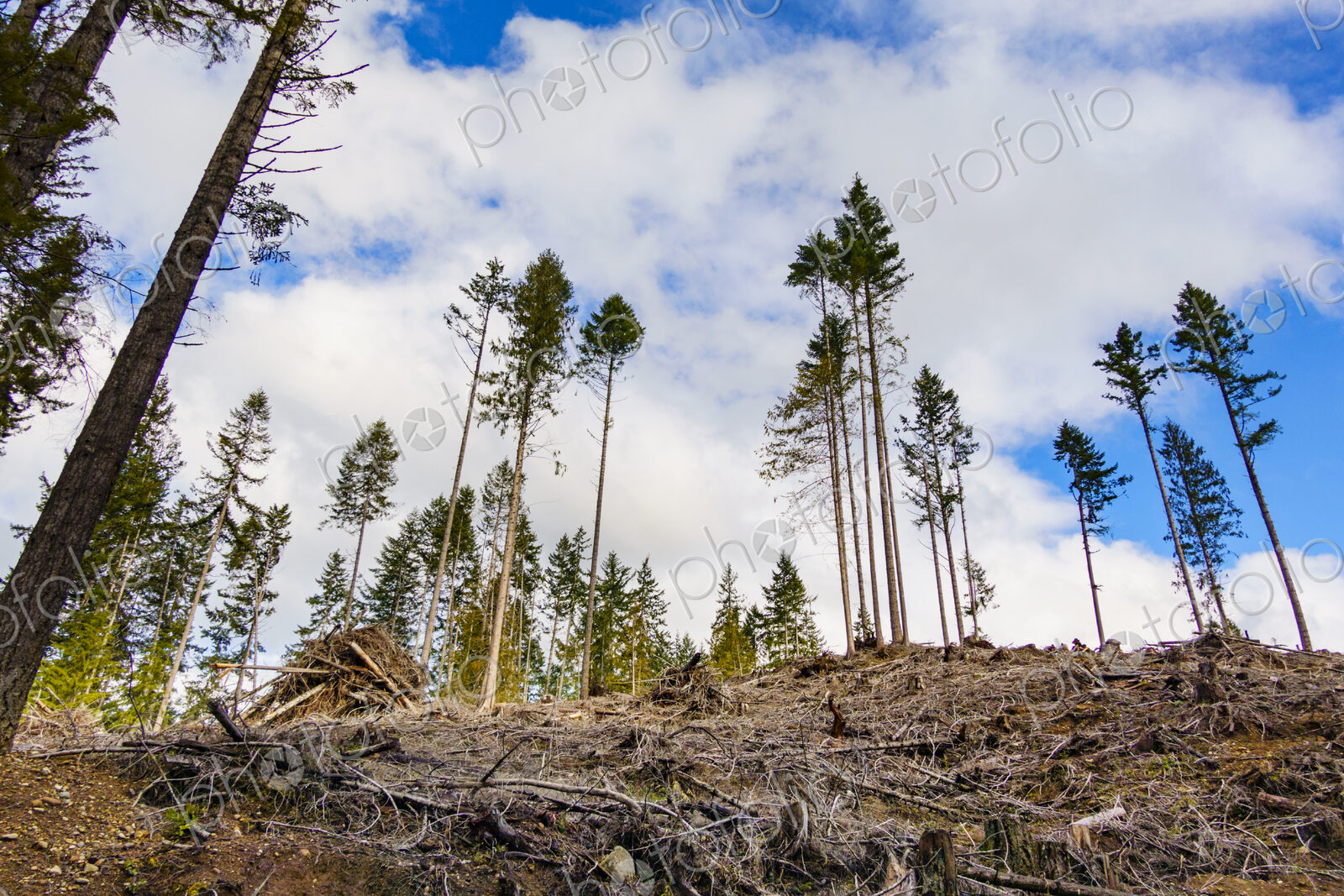 Recently logged area in the Olympic Mountains, Port Angeles, WA USA
