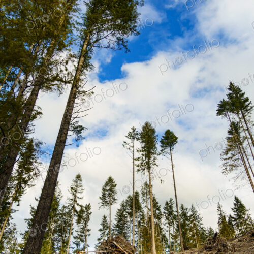 Recently logged area in the Olympic Mountains, Port Angeles, WA USA
