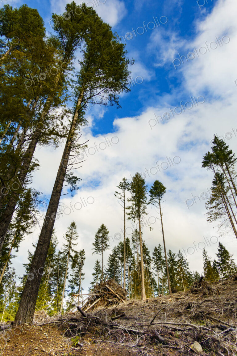 Recently logged area in the Olympic Mountains, Port Angeles, WA USA