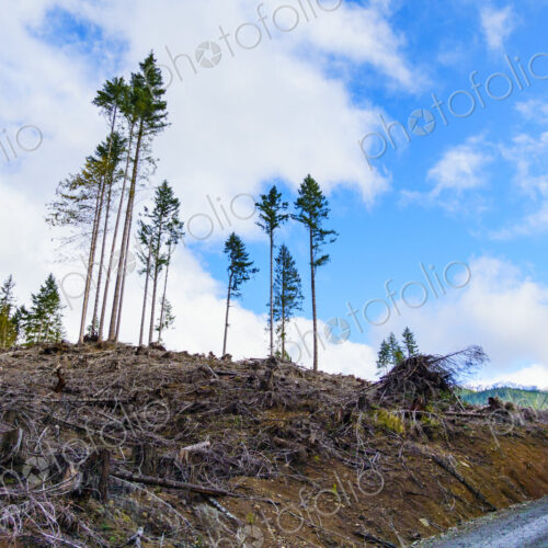 Recently logged area in the Olympic Mountains, Port Angeles, WA USA