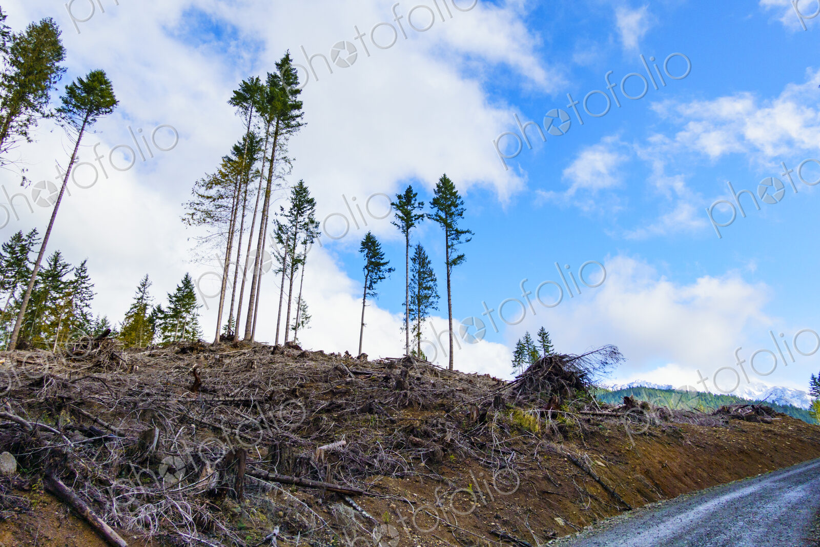 Recently logged area in the Olympic Mountains, Port Angeles, WA USA