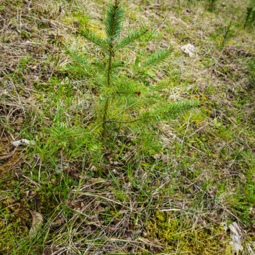 Recently planted noble fir trees along the former Elwha River lower dam site, Port… Recently planted noble fir trees along the former Elwha River lower dam site, Port…