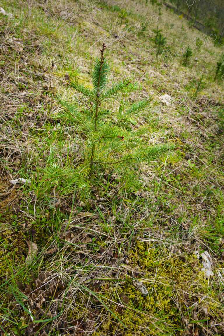 Recently planted noble fir trees along the former Elwha River lower dam site, Port…
