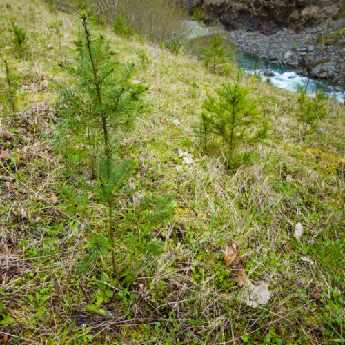 Recently planted noble fir trees along the former Elwha River lower dam site, Port… Recently planted noble fir trees along the former Elwha River lower dam site, Port…