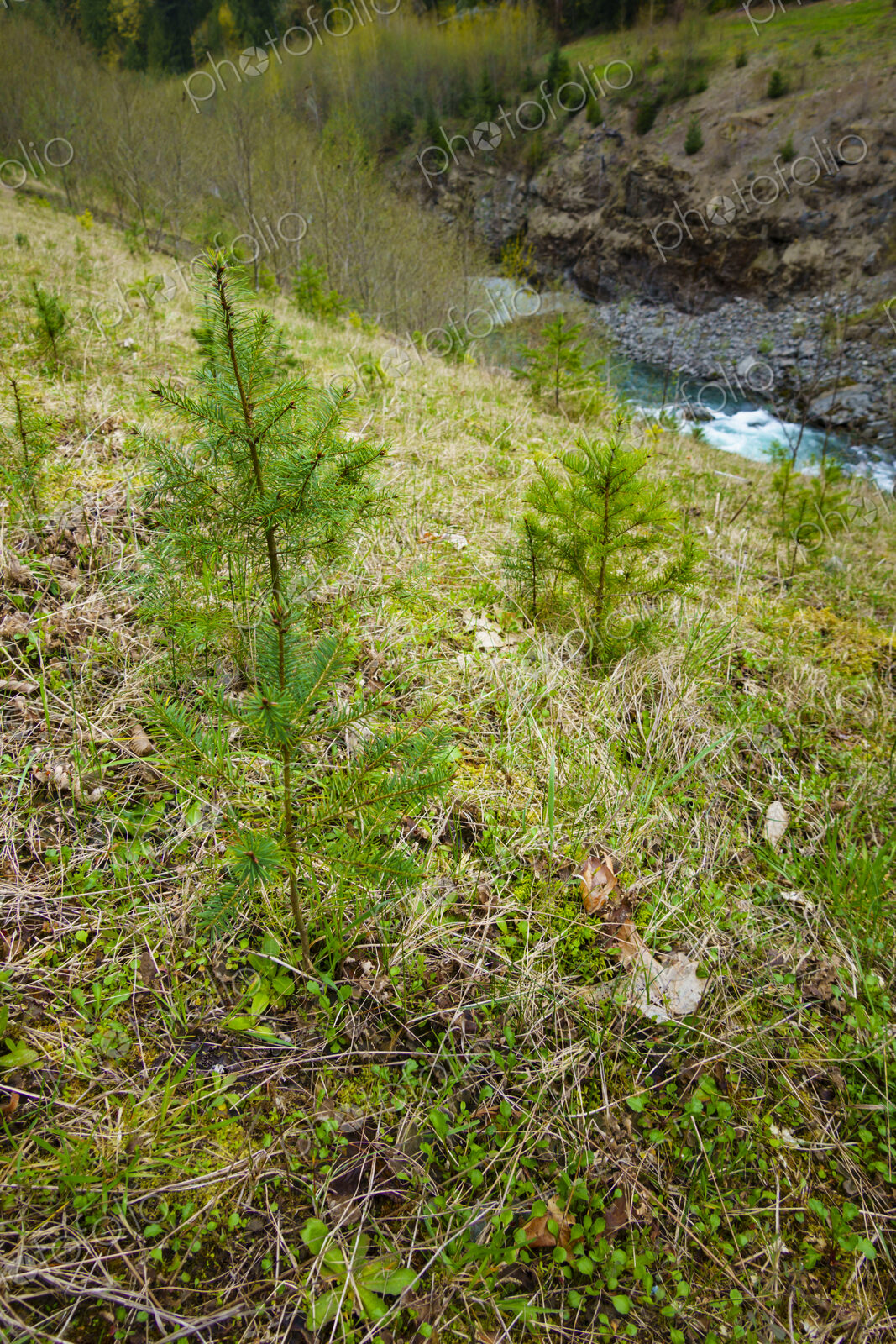 Recently planted noble fir trees along the former Elwha River lower dam site, Port…