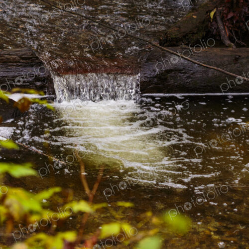 Recovered small creek to bring salmon back, Carkeek Park, Seattle
