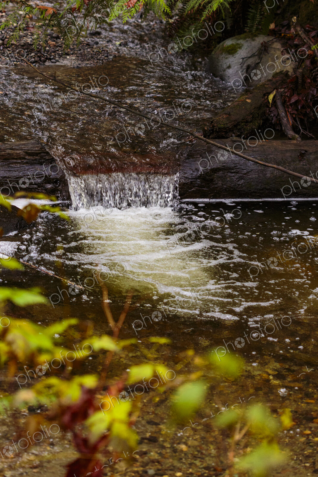 Recovered small creek to bring salmon back, Carkeek Park, Seattle