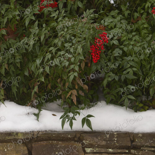 Red Berries in Snow Red Berries in Snow