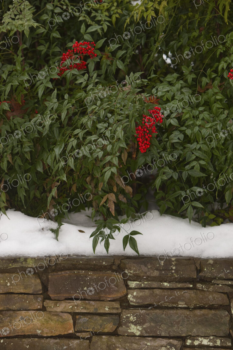 Red Berries in Snow