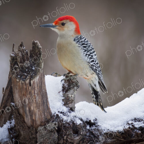 Red Headed Woodpecker perching on a branch covered in snow. Red Headed Woodpecker perching on a branch covered in snow.