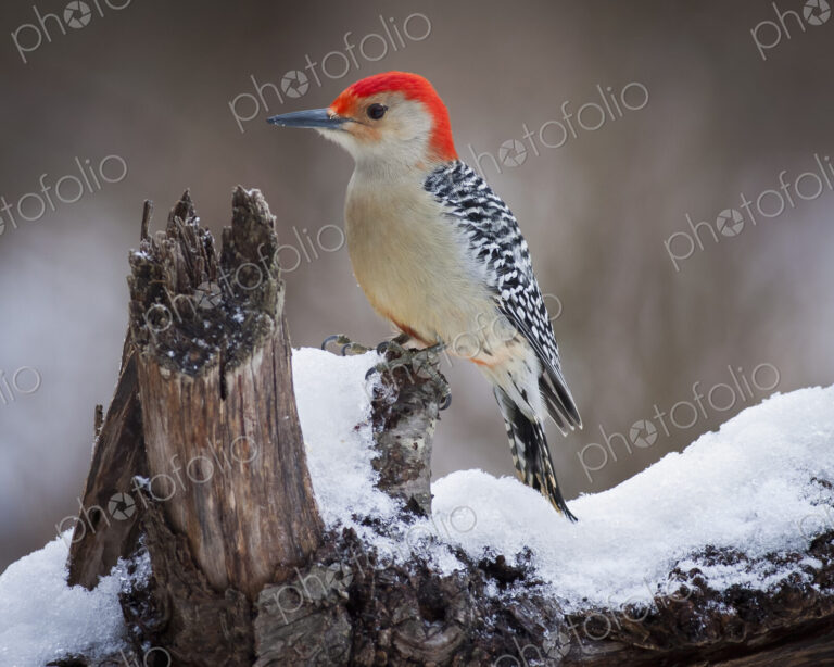 Red Headed Woodpecker perching on a branch covered in snow.