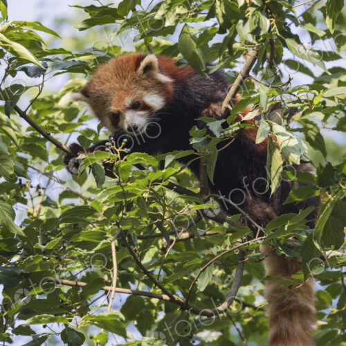 Red Panda in a Tree Chengdu, Sichuan, Kham Tibet, Red Panda in a Tree Chengdu, Sichuan, Kham Tibet,