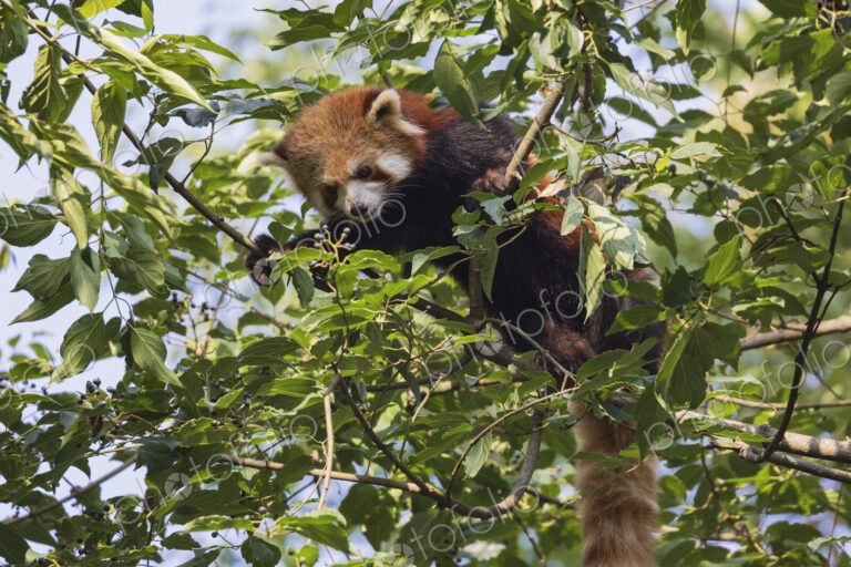 Red Panda in a Tree Chengdu, Sichuan, Kham Tibet,