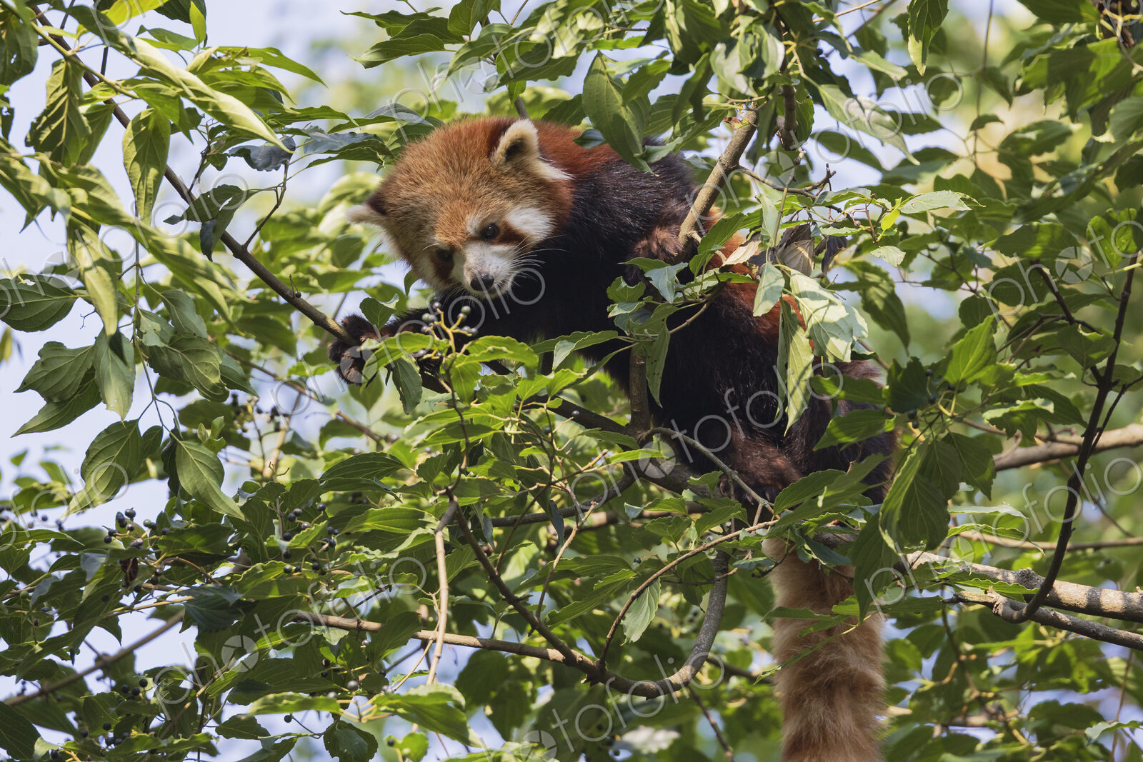 Red Panda in a Tree Chengdu, Sichuan, Kham Tibet,