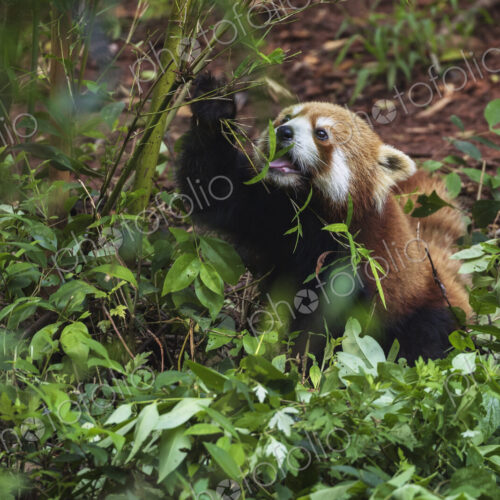 Red Panda in a Tree Chengdu, Sichuan, Kham Tibet, Red Panda in a Tree Chengdu, Sichuan, Kham Tibet,