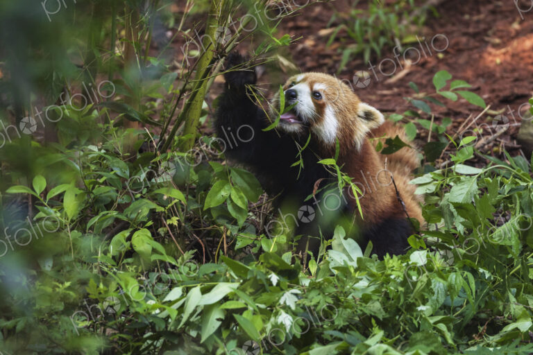 Red Panda in a Tree Chengdu, Sichuan, Kham Tibet,