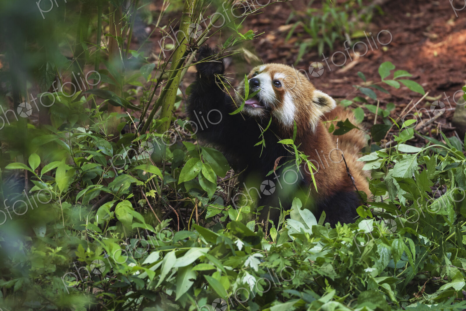 Red Panda in a Tree Chengdu, Sichuan, Kham Tibet,
