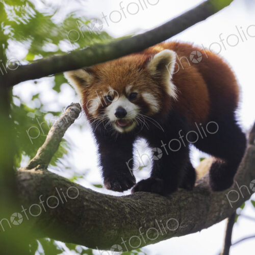 Red Panda in a Tree Chengdu, Sichuan, Kham Tibet, Red Panda in a Tree Chengdu, Sichuan, Kham Tibet,