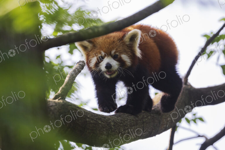 Red Panda in a Tree Chengdu, Sichuan, Kham Tibet,