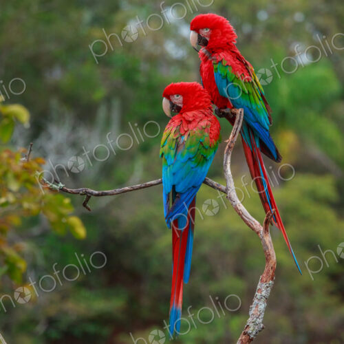Red-and-green macaws, Ara chloroptera, Buraco das Araras, Brazil Red-and-green macaws, Ara chloroptera, Buraco das Araras, Brazil