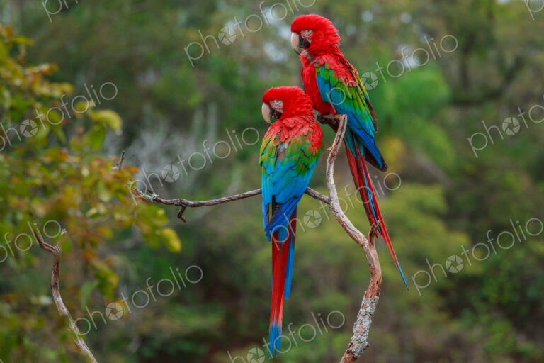 Red-and-green macaws, Ara chloroptera, Buraco das Araras, Brazil
