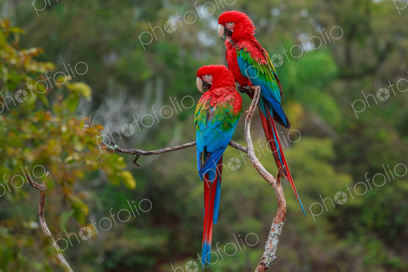 Red-and-green macaws, Ara chloroptera, Buraco das Araras, Brazil