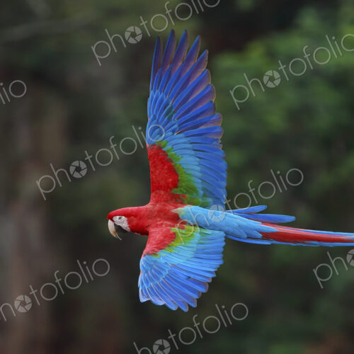 Red-and-green macaws, Ara chloroptera, Buraco das Araras, Brazil