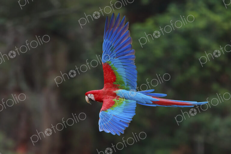 Red-and-green macaws, Ara chloroptera, Buraco das Araras, Brazil