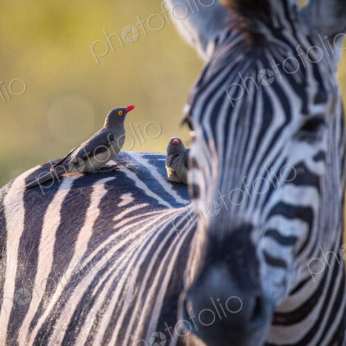 Red-billed oxpeckers, Buphagus erythrorhynchus, stand on the back of a zebra, Equus quagga