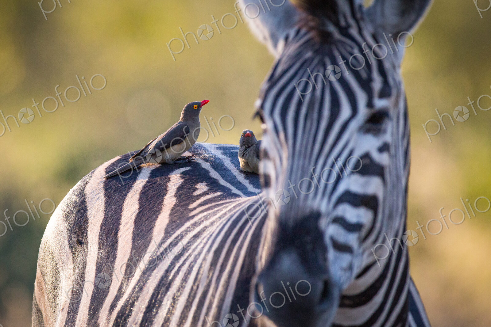 Red-billed oxpeckers, Buphagus erythrorhynchus, stand on the back of a zebra, Equus quagga