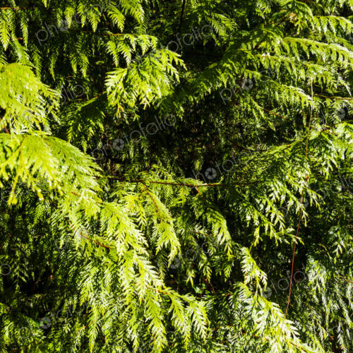Red cedar tree branches, Seattle, WA USA