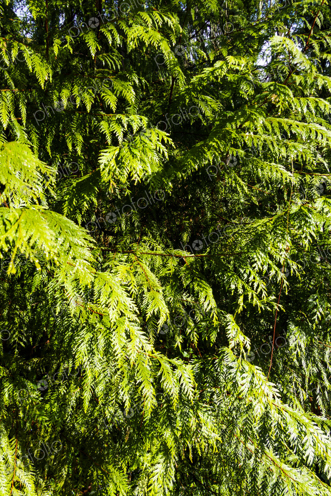 Red cedar tree branches, Seattle, WA USA