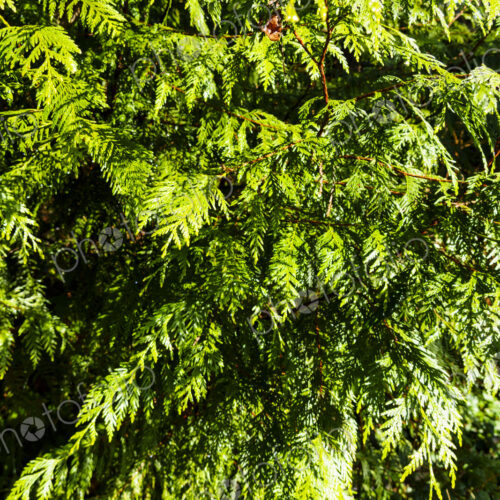 Red cedar tree branches, Seattle, WA USA