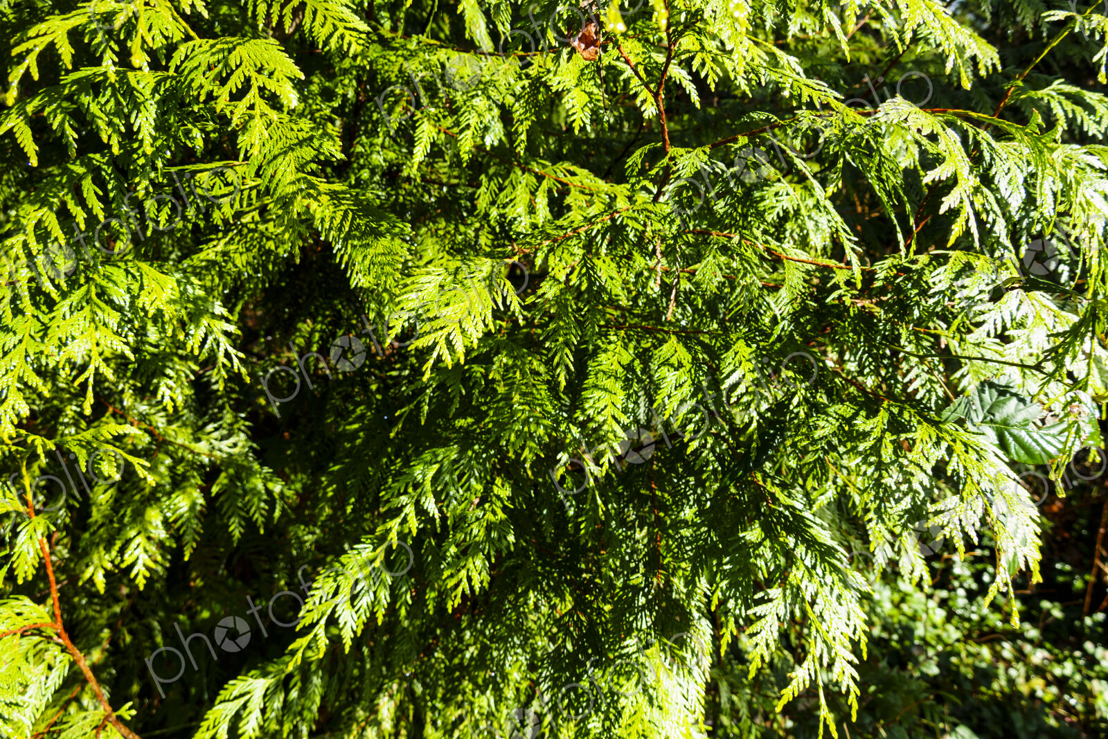 Red cedar tree branches, Seattle, WA USA