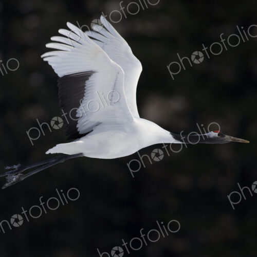Red-crowned crane, Grus japonensi, Japanese crane, white with grey and patch of red… Red-crowned crane, Grus japonensi, Japanese crane, white with grey and patch of red…