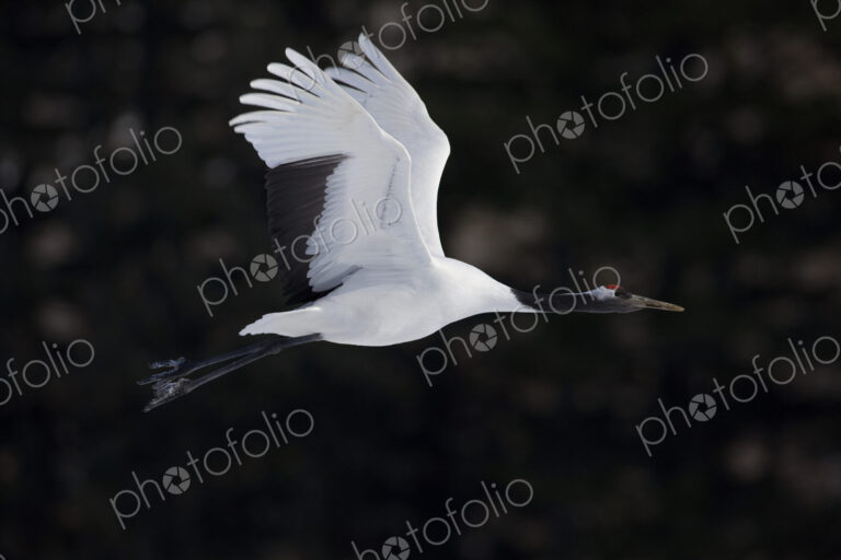 Red-crowned crane, Grus japonensi, Japanese crane, white with grey and patch of red…