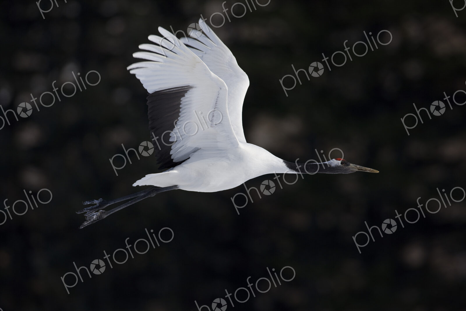 Red-crowned crane, Grus japonensi, Japanese crane, white with grey and patch of red…