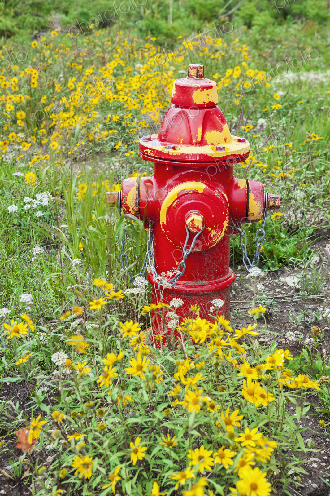 Red fire hydrant in field of flowers