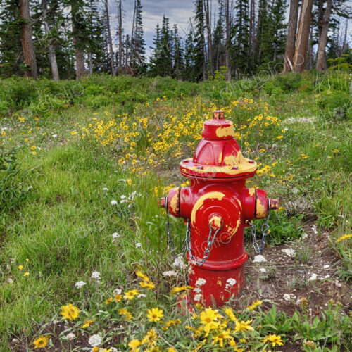 Red fire hydrant in forest Red fire hydrant in forest