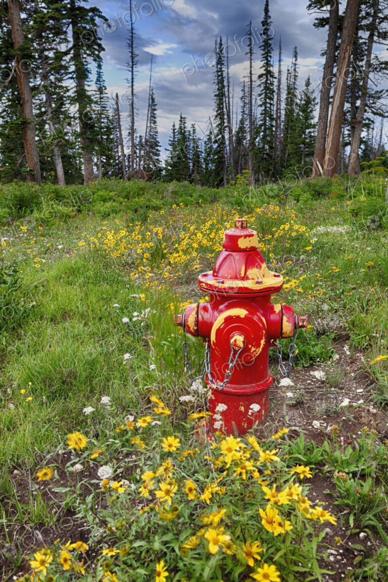 Red fire hydrant in forest