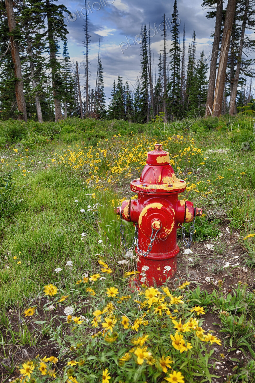 Red fire hydrant in forest