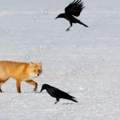 Red fox and crows, Hokkaido, Japan
