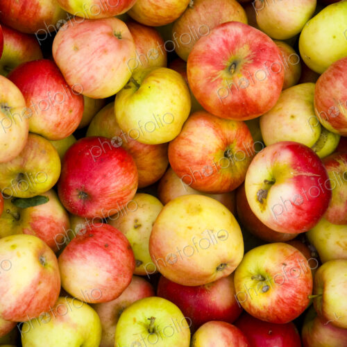 Red skinned apples in a crate, freshly picked in the Yakima Valley. Red skinned apples in a crate, freshly picked in the Yakima Valley.
