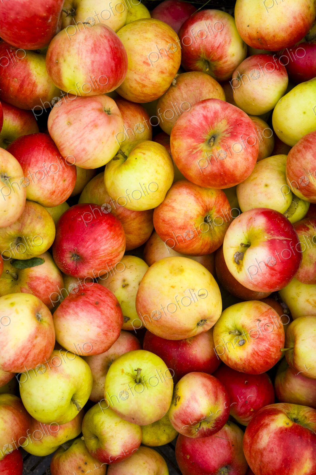 Red skinned apples in a crate, freshly picked in the Yakima Valley.