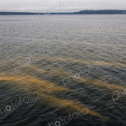 Red tide in the water, an algal bloom of the paralytic shellfish poison which develops… Red tide in the water, an algal bloom of the paralytic shellfish poison which develops…