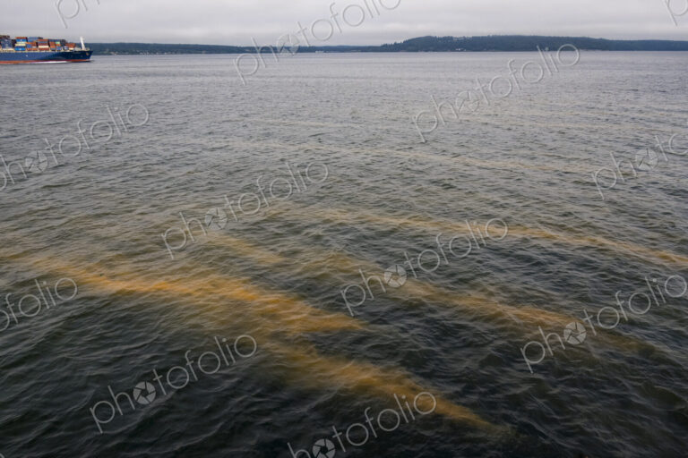 Red tide in the water, an algal bloom of the paralytic shellfish poison which develops…