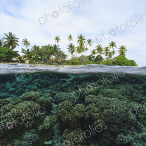 Reef in tropical water, Bora Bora, French Polynesia Reef in tropical water, Bora Bora, French Polynesia