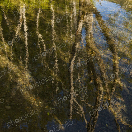 Reflection of tree trunks in the waters of Crescent Lake, Olympic National Park, Port…